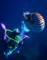 Diver with a Nautilus, photo taken at Manado, Indonesia. by Steve Kuo 